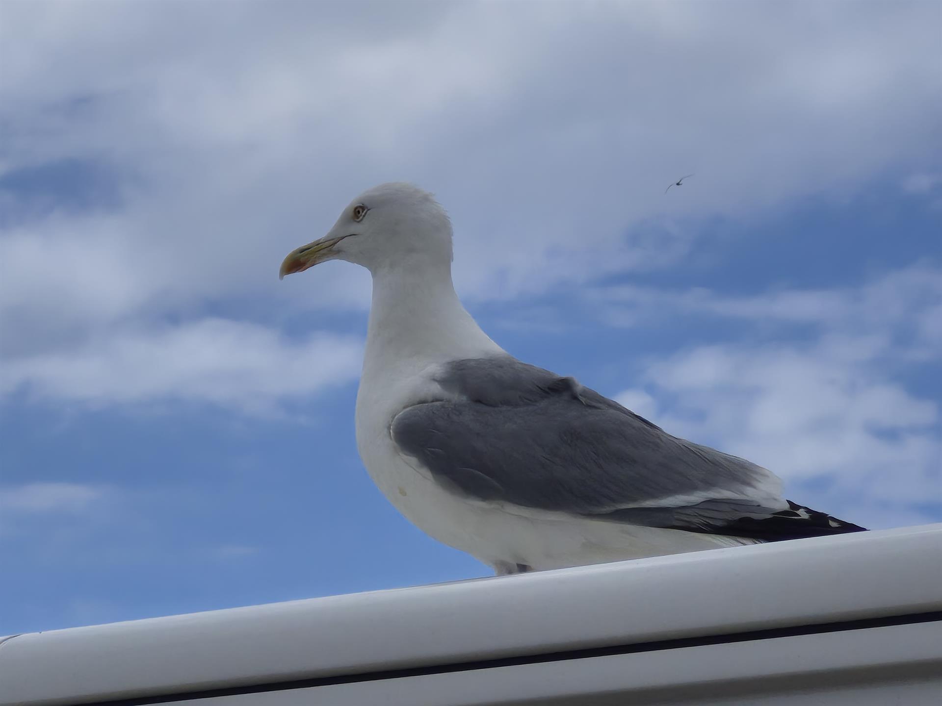 Tagesausflug nach Scheveningen 